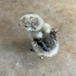 Hatching Eggs: Silver Pencil Laced Project Silkie, Flock & Field Location