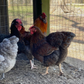 Hatching Eggs: Rare Rainbow Chicken Breed Assortment, Flock & Field Location
