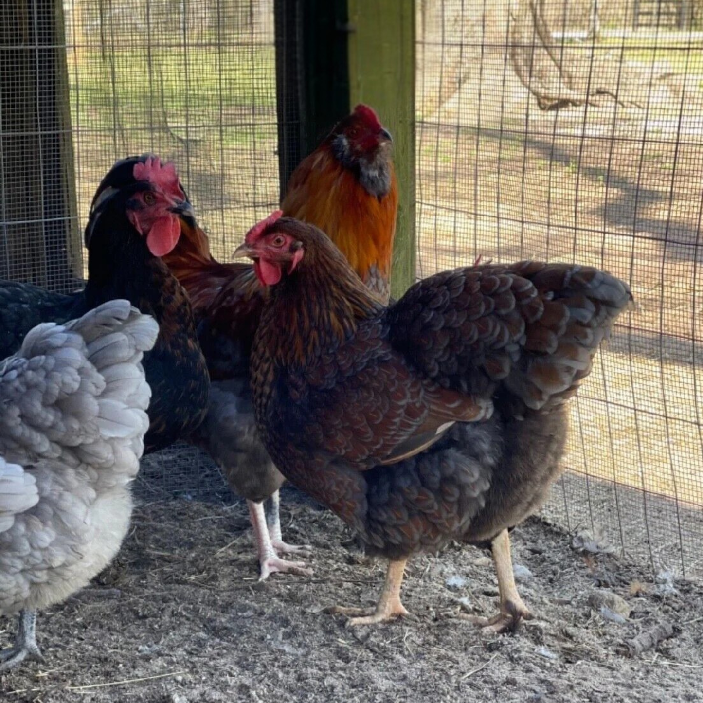 Hatching Eggs: Rare Rainbow Chicken Breed Assortment, Flock & Field Location