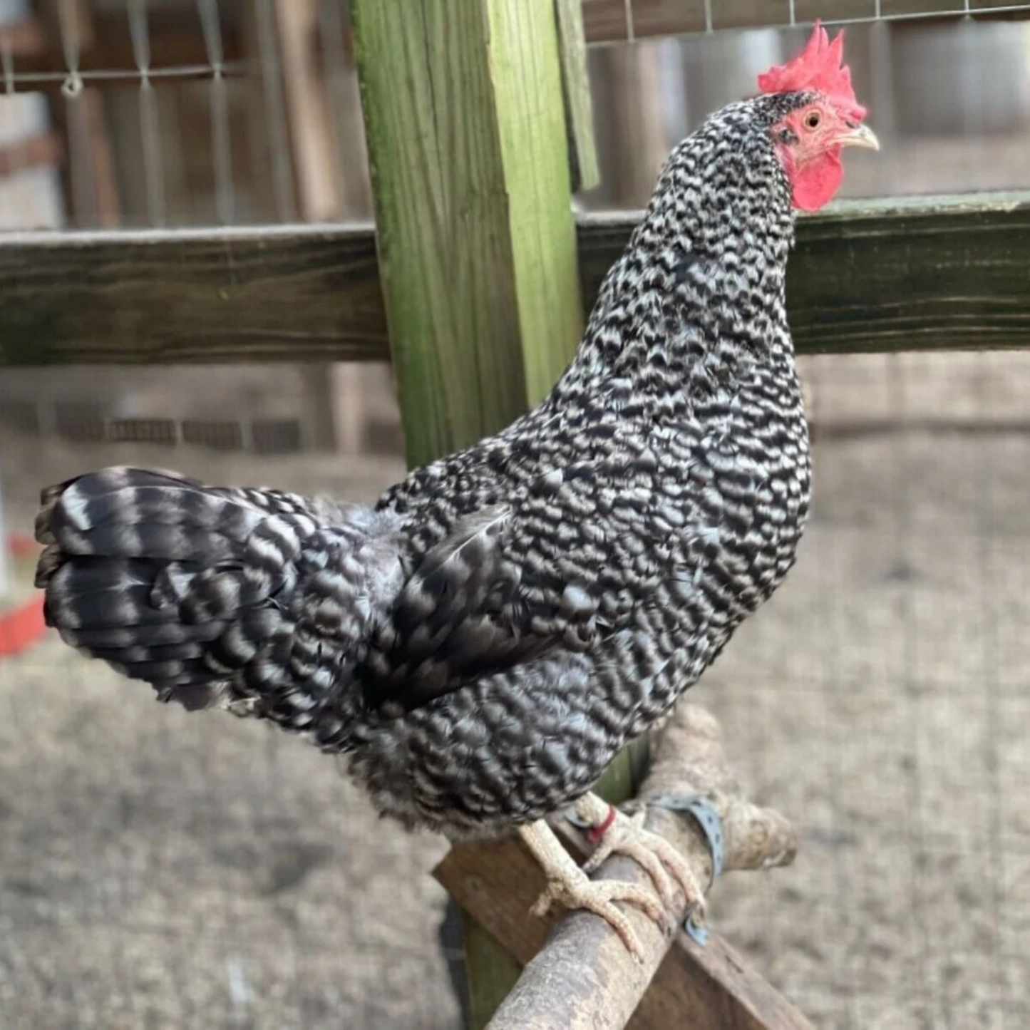 Hatching Eggs: Rare Rainbow Chicken Breed Assortment, Flock & Field Location