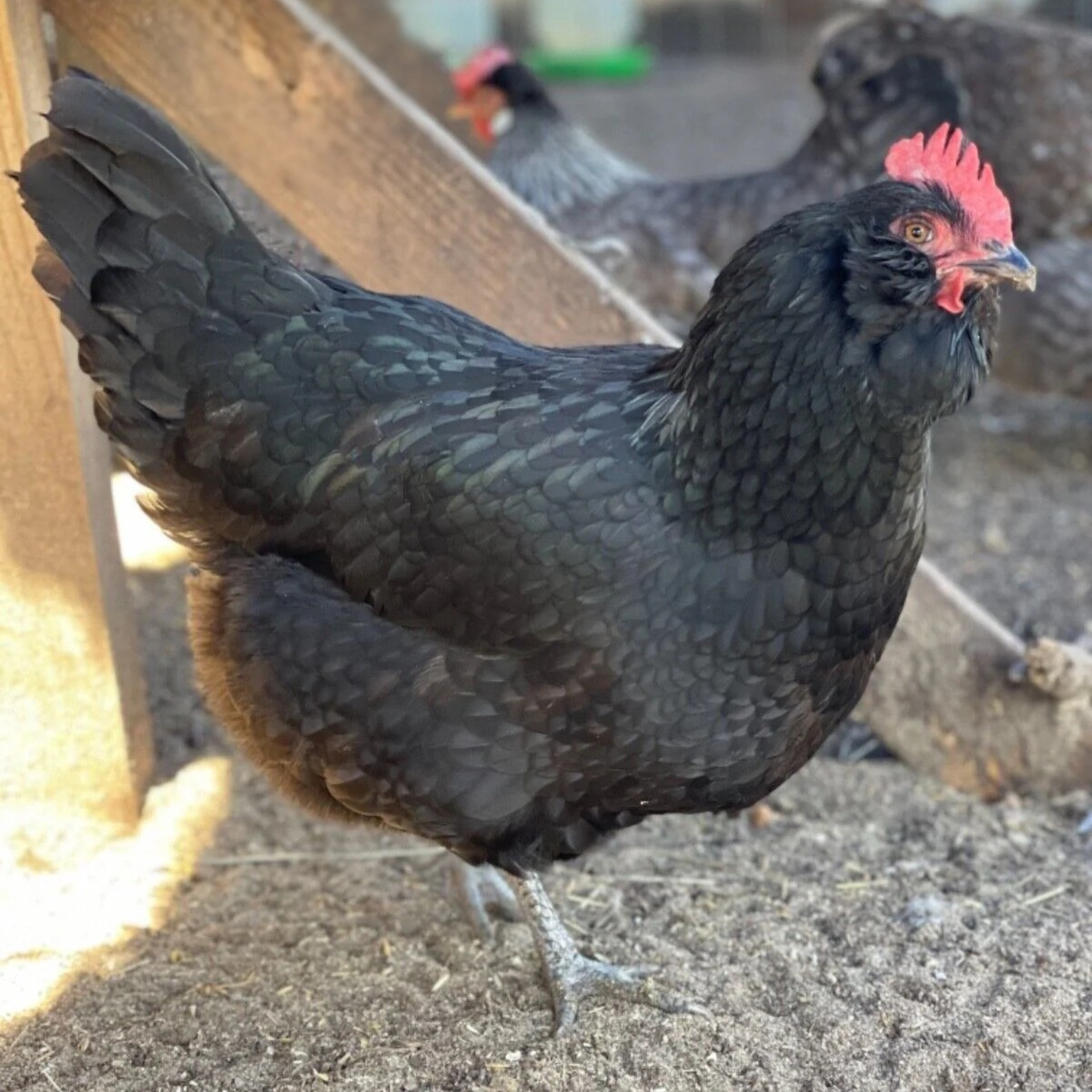 Hatching Eggs: Rare Rainbow Chicken Breed Assortment, Flock & Field Location