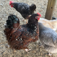 Hatching Eggs: Rare Rainbow Chicken Breed Assortment, Flock & Field Location