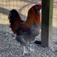 Hatching Eggs: Rare Rainbow Chicken Breed Assortment, Flock & Field Location
