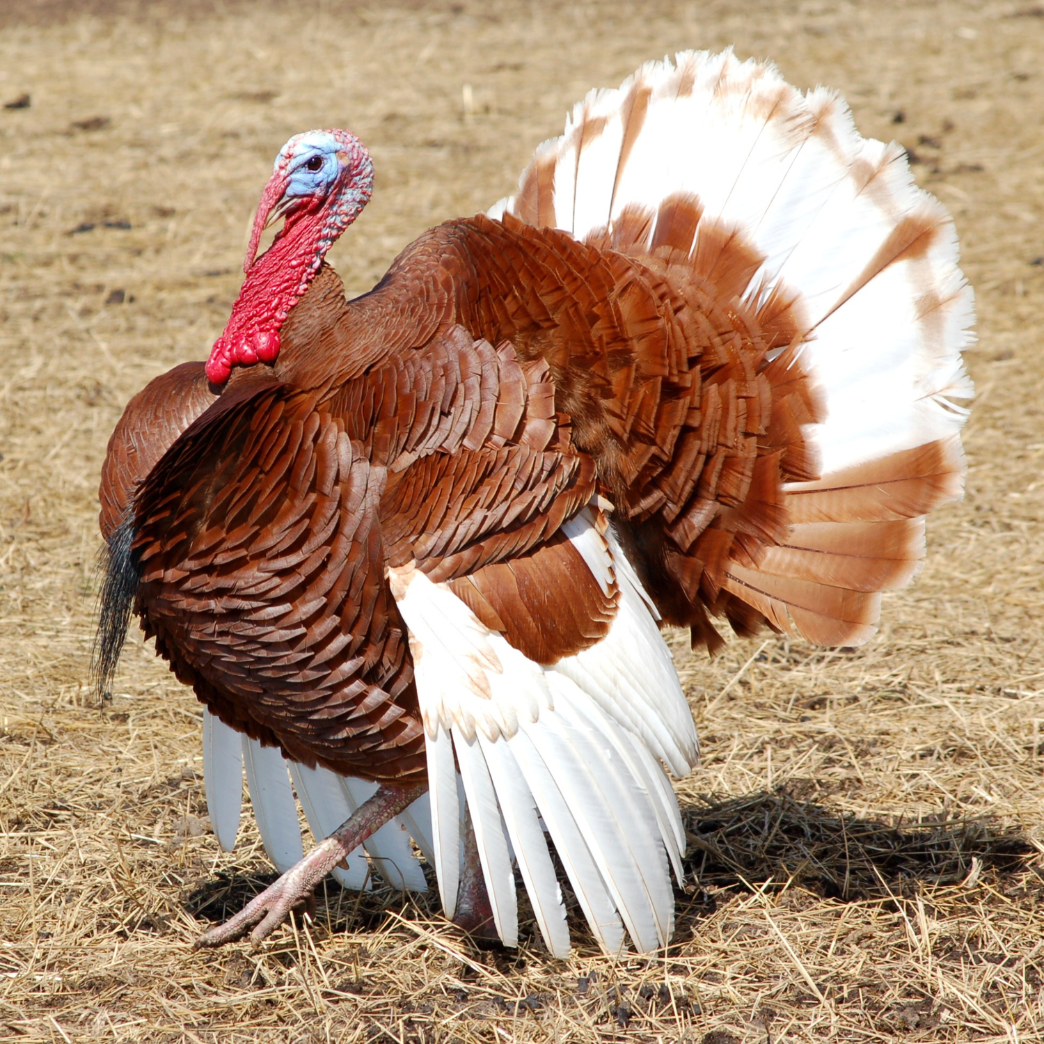 Turkey Poult: Bourbon Red