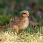 Baby Chicks: Red Dorking Bantam