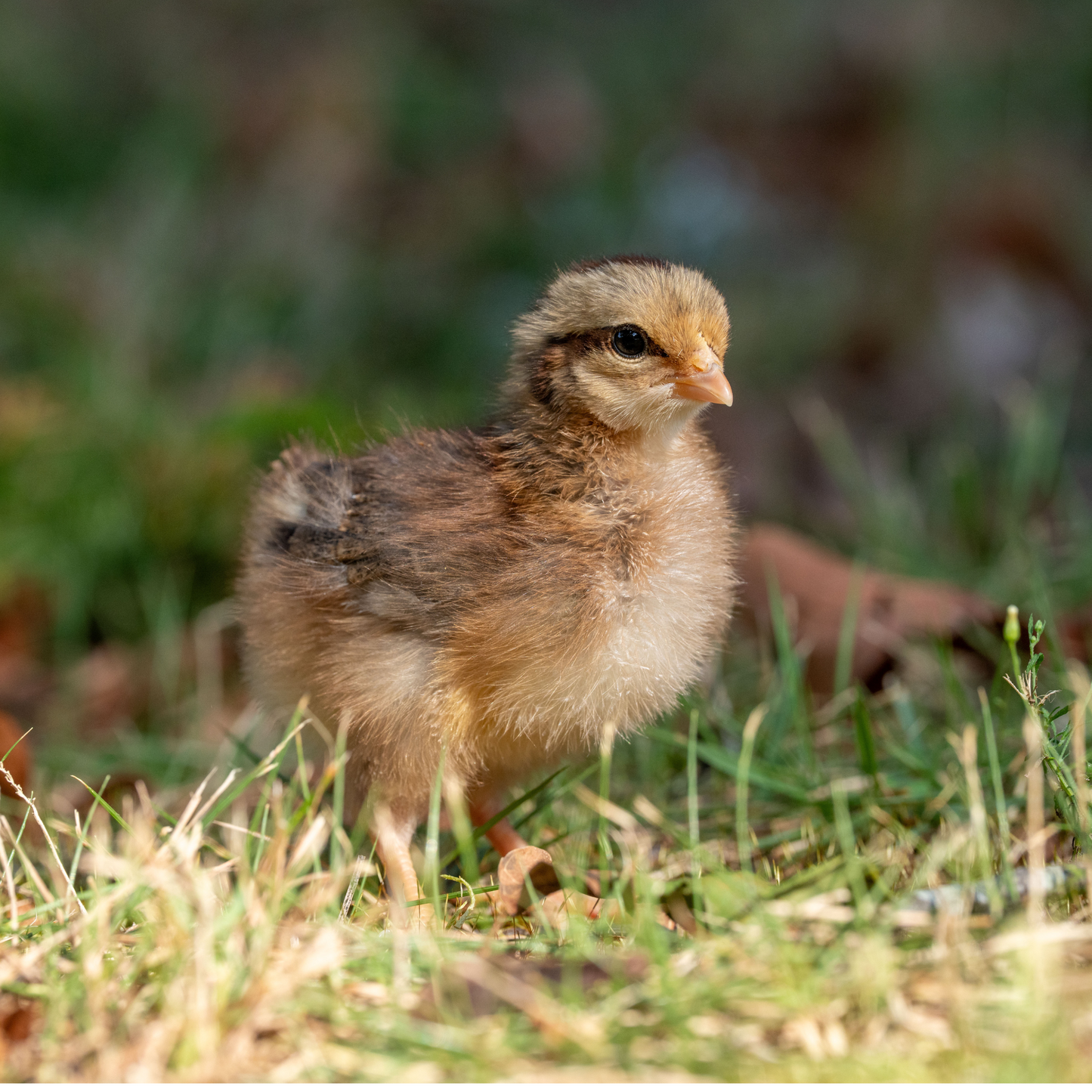 Baby Chicks: Red Dorking Bantam