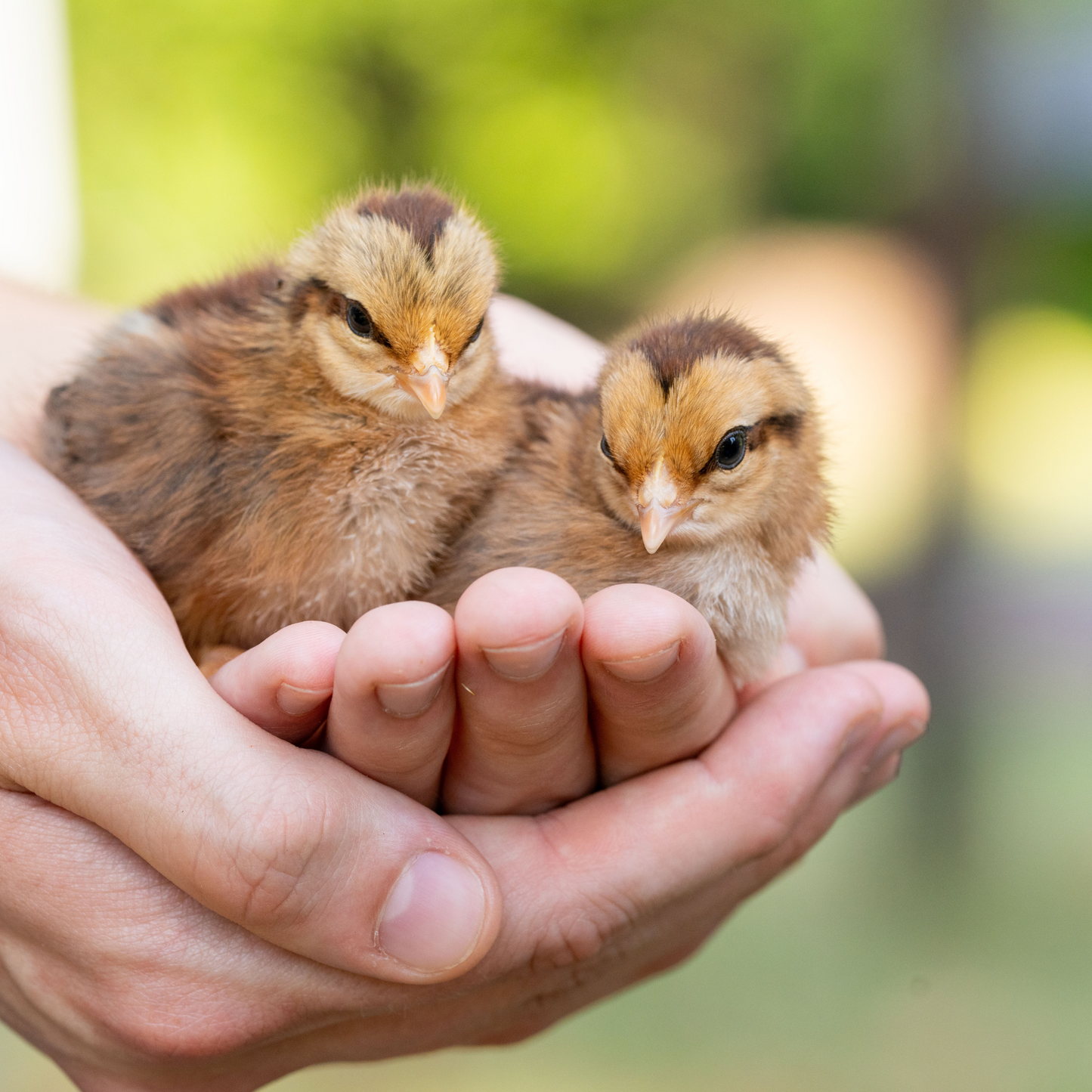 Baby Chicks: Red Dorking Bantam
