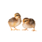 Baby Chicks: Red Dorking Bantam