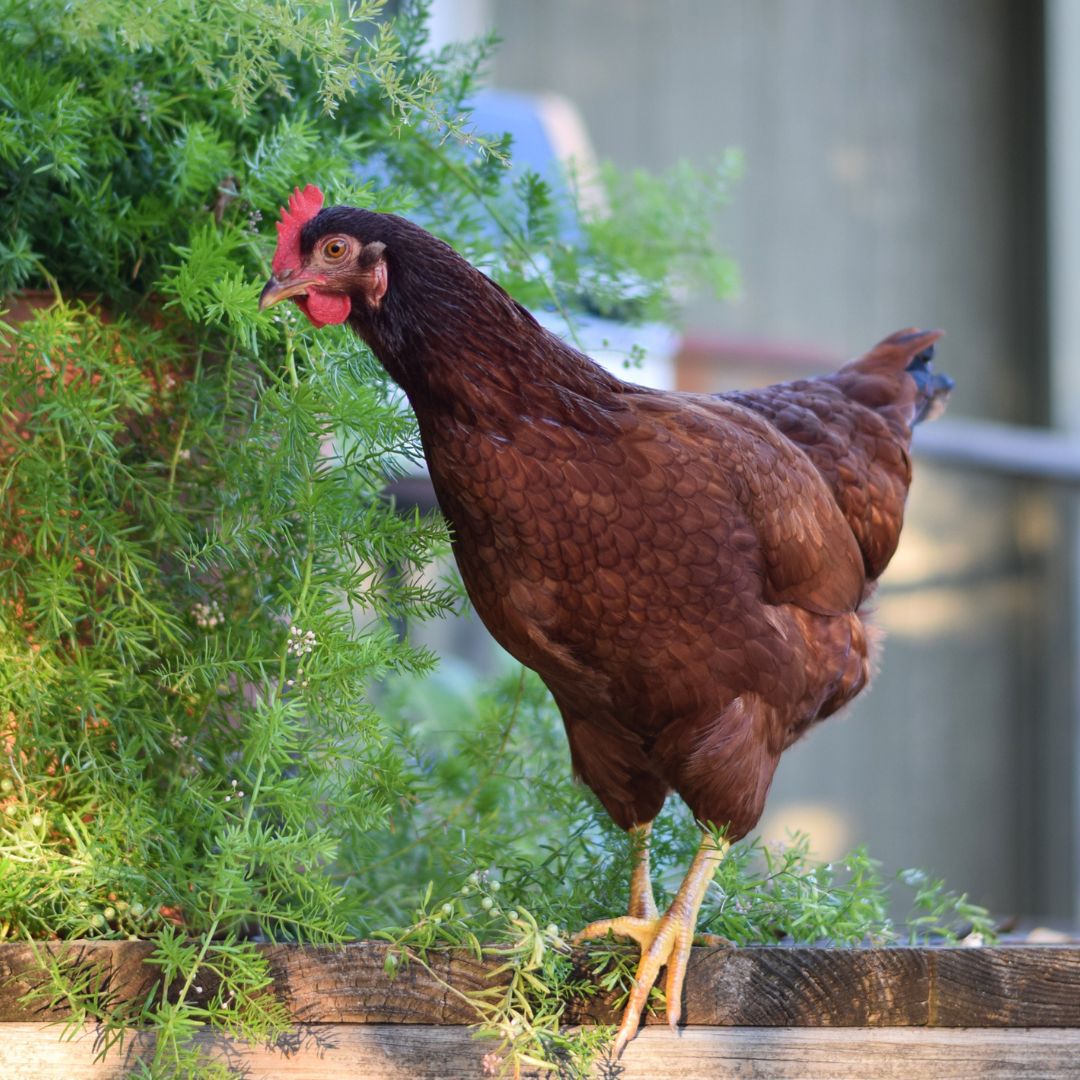 Rhode Island Red chicken breed