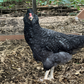 Baby Chicks: Deep Ocean Cuckoo