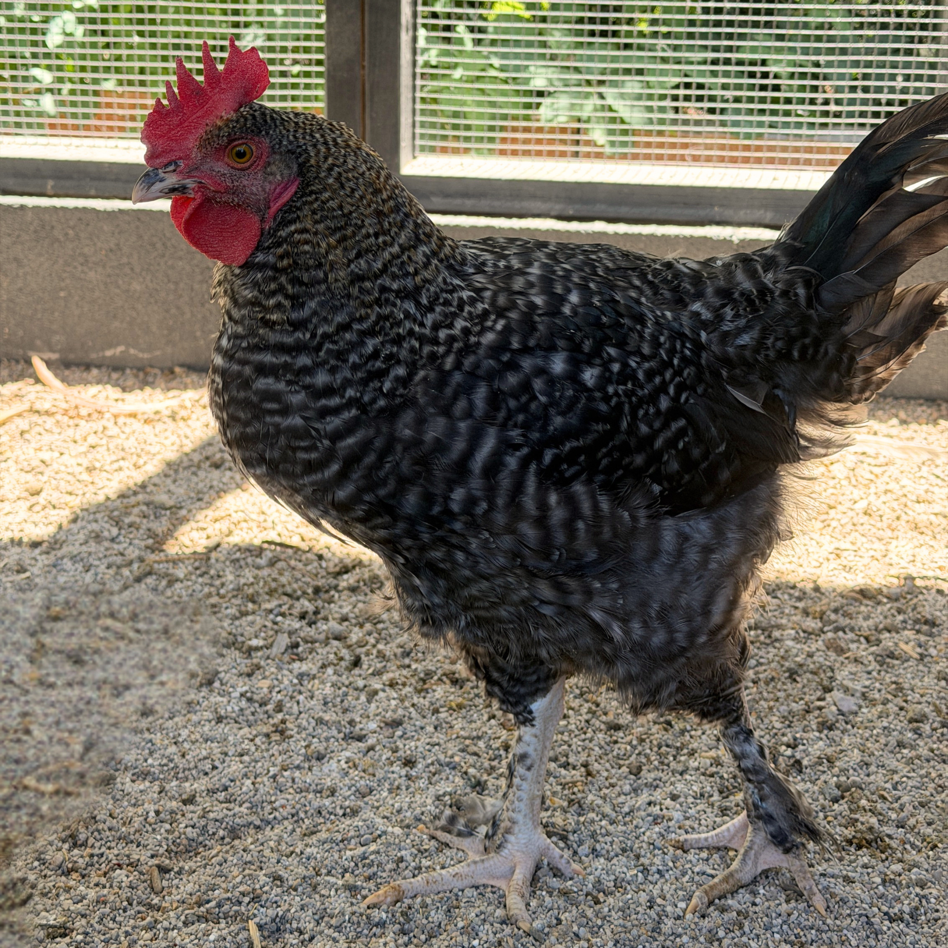 Gold Kissed Granite Olive Egger rooster standing in a chicken run. 