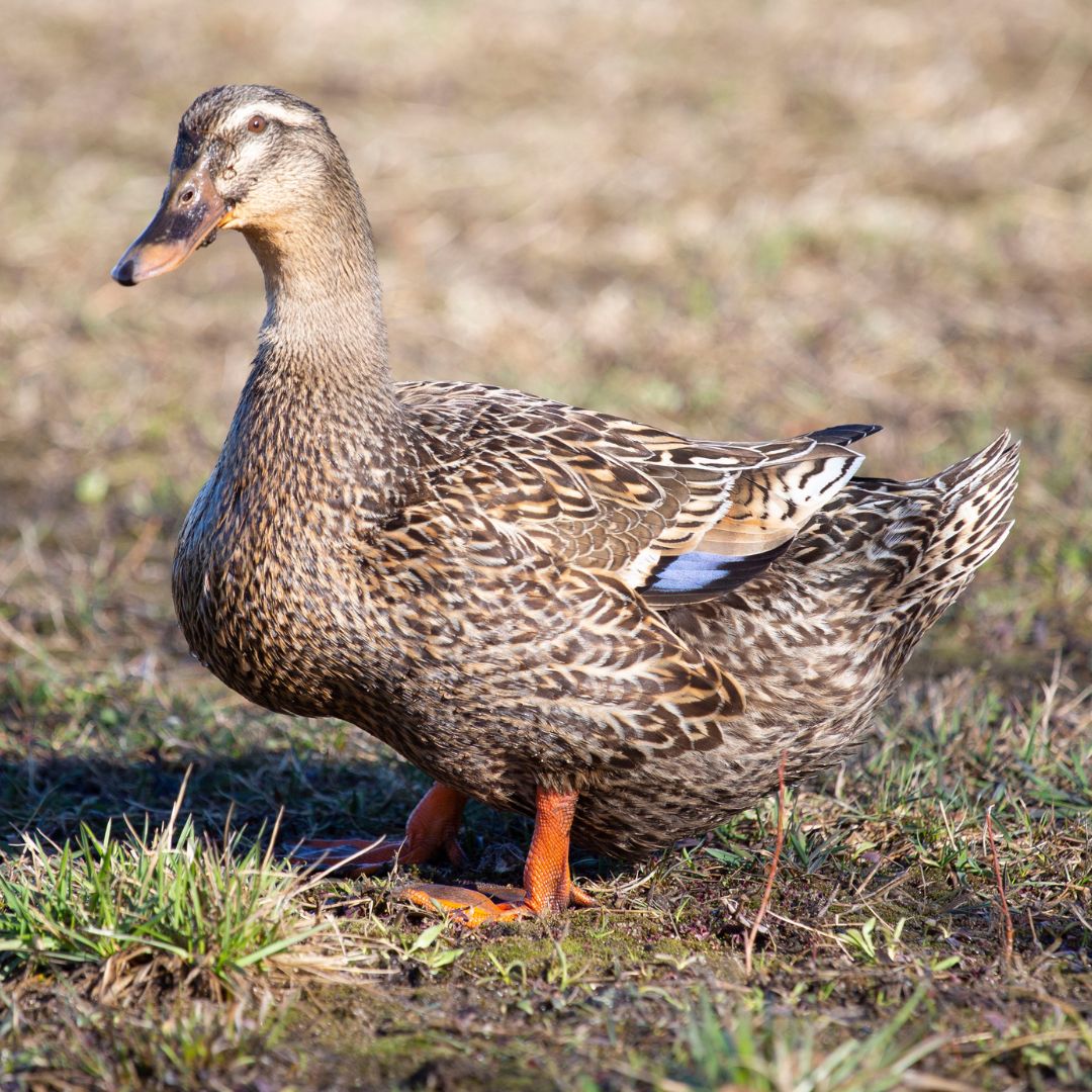 Rouen ducks are friendly and make a great addition to a backyard flock. 