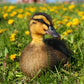 Rouen baby ducklings can form strong bonds with their human caretakers. 