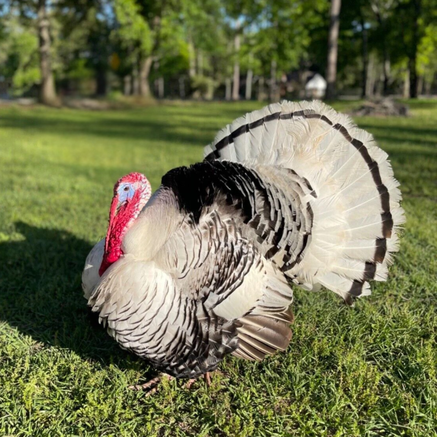Hatching Eggs: Royal Palm Heritage Turkey, Flock & Field Location
