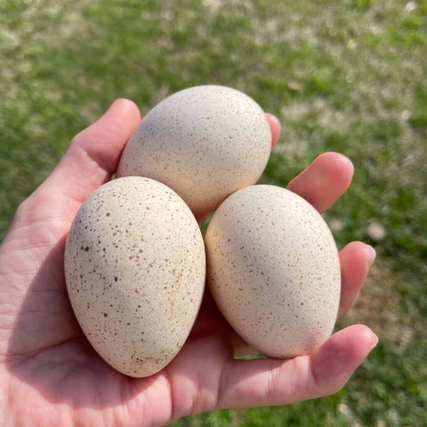 Hatching Eggs: Royal Palm Heritage Turkey, Flock & Field Location