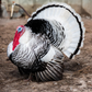 Hatching Eggs: Royal Palm Heritage Turkey, Flock & Field Location