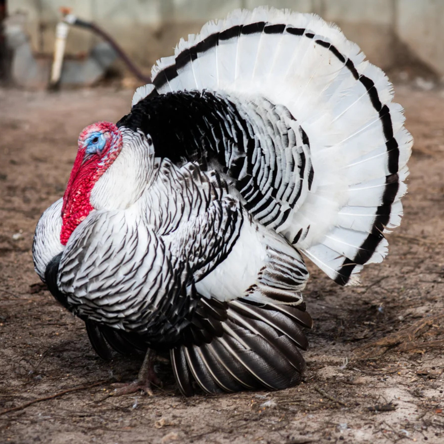 Hatching Eggs: Royal Palm Heritage Turkey, Flock & Field Location