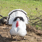 Turkey Poult: Royal Palm