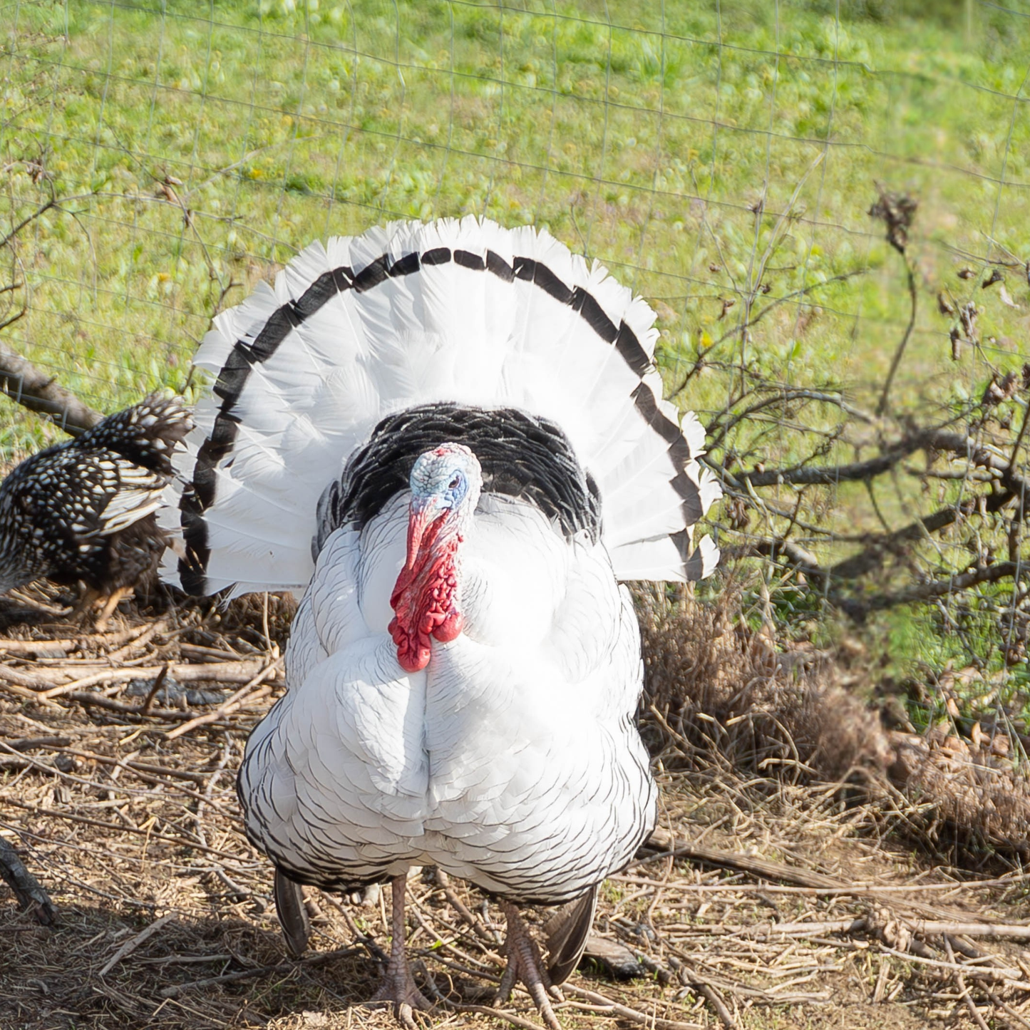 Turkey Poult: Royal Palm