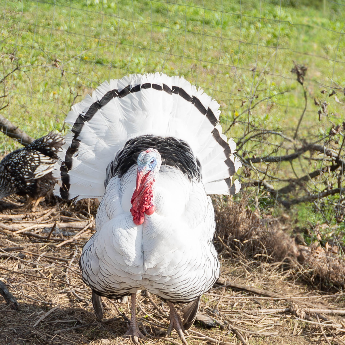 Turkey Poult: Royal Palm