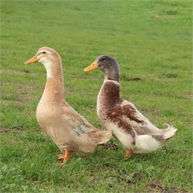 Saxony ducks have a calm and friendly nature.