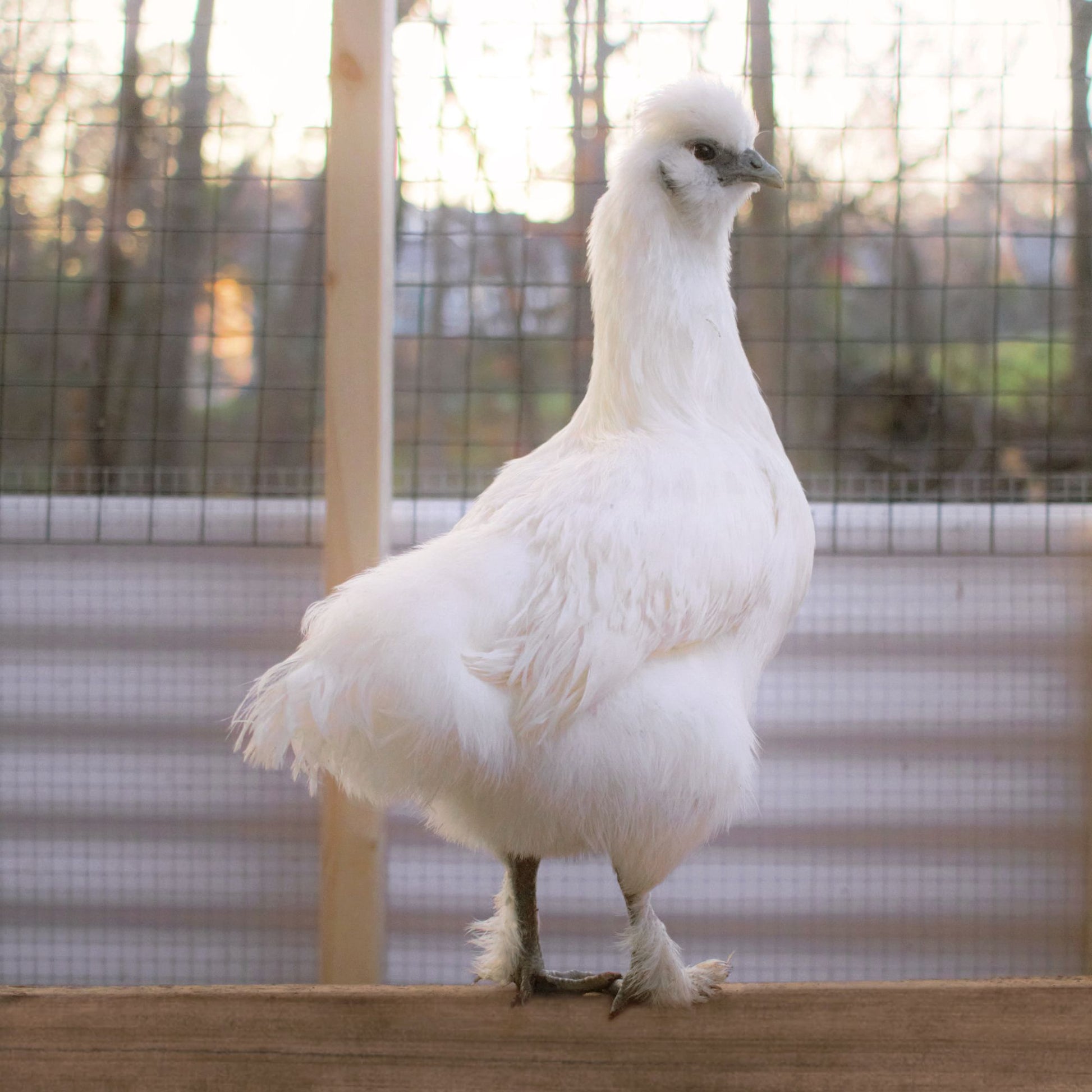 Silked White Easter Egger chicken breed