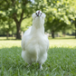 Baby Chicks: Silked White Easter Eggers