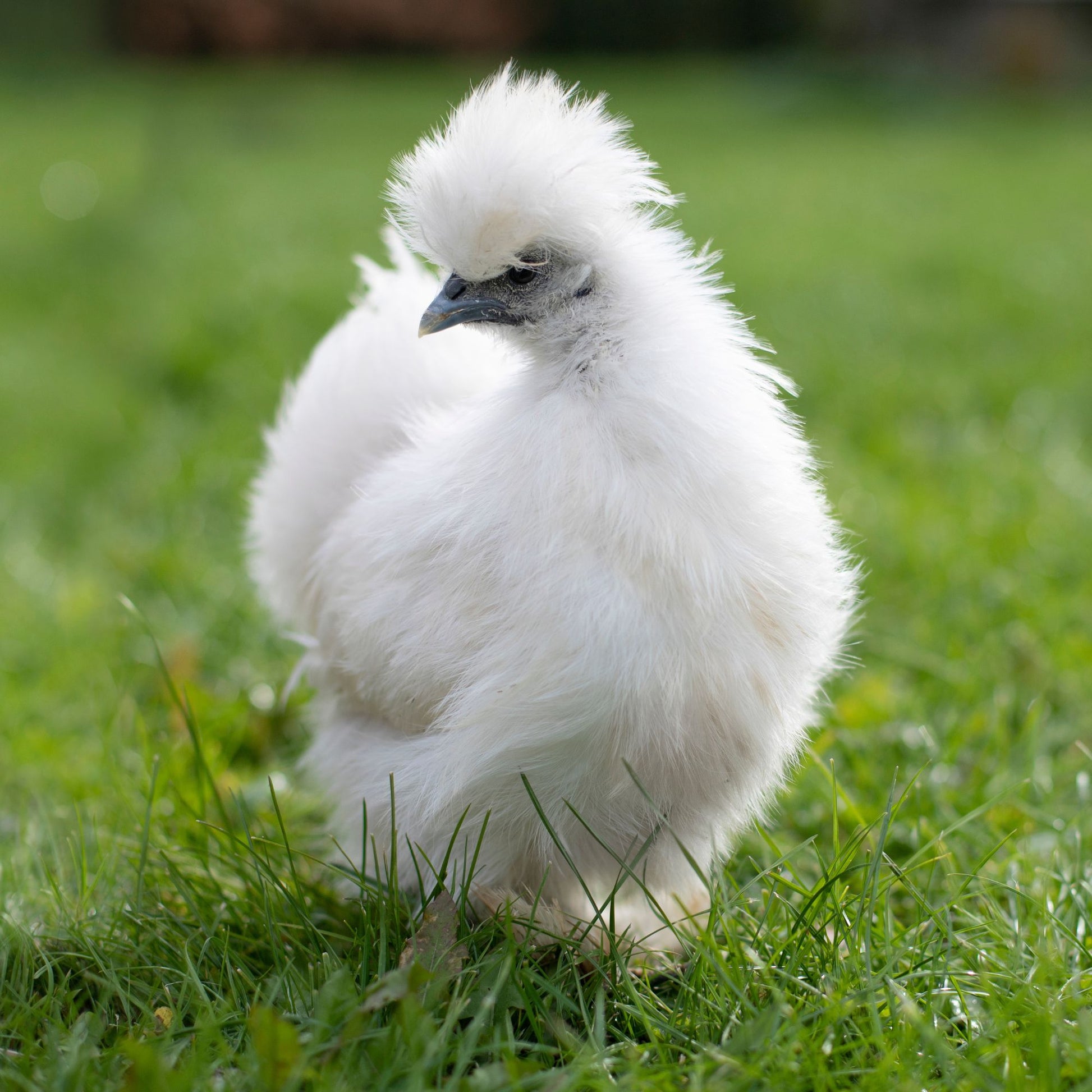 Silked White Easter Egger chicken on green grass.