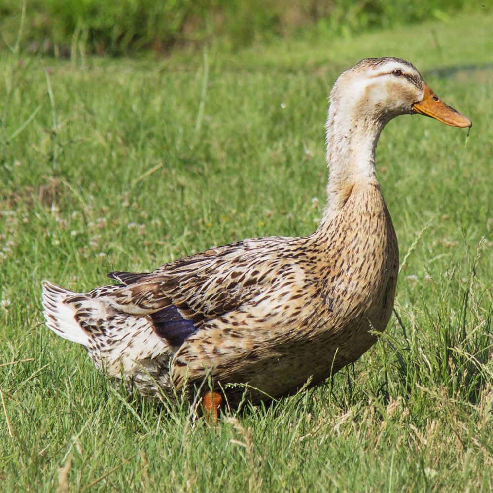 Silver Appleyard duck have a sweet and docile personality. 