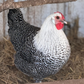Hatching Eggs: Silver Deathlayer, Flock & Field Location