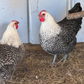 Hatching Eggs: Silver Deathlayer, Flock & Field Location