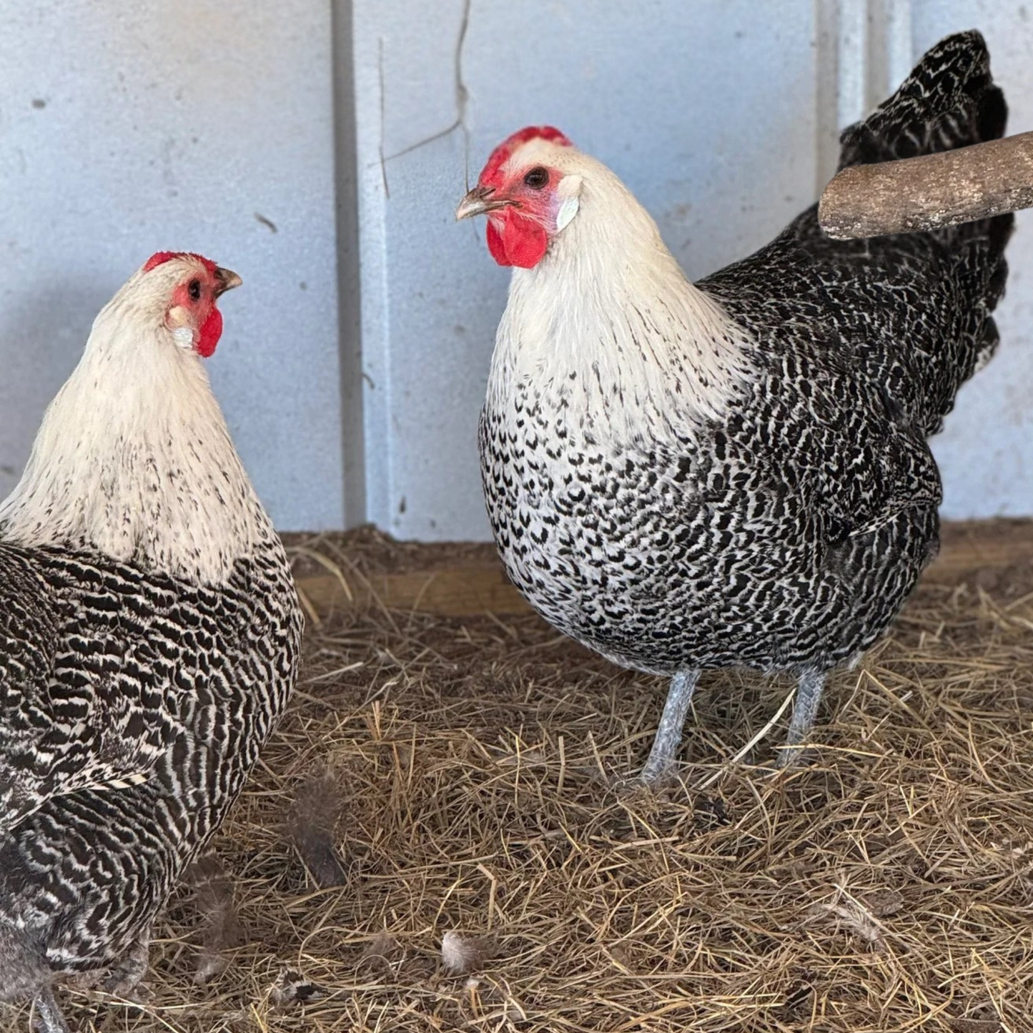 Hatching Eggs: Silver Deathlayer, Flock & Field Location
