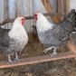 Hatching Eggs: Silver Deathlayer, Flock & Field Location