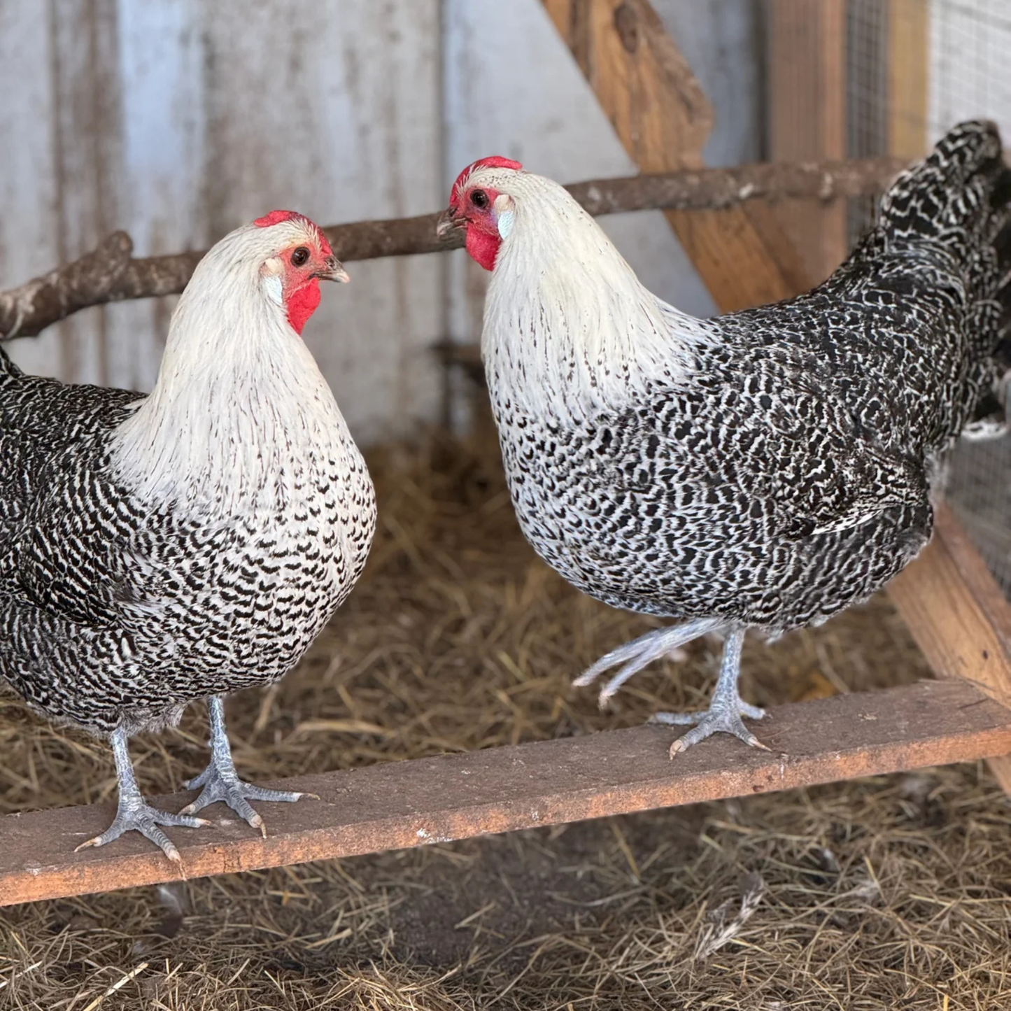 Hatching Eggs: Silver Deathlayer, Flock & Field Location
