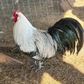 Hatching Eggs: Silver Deathlayer, Flock & Field Location