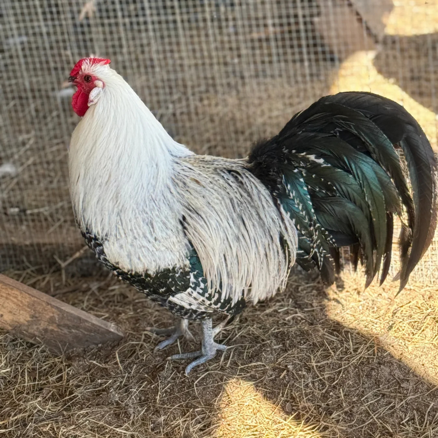 Hatching Eggs: Silver Deathlayer, Flock & Field Location