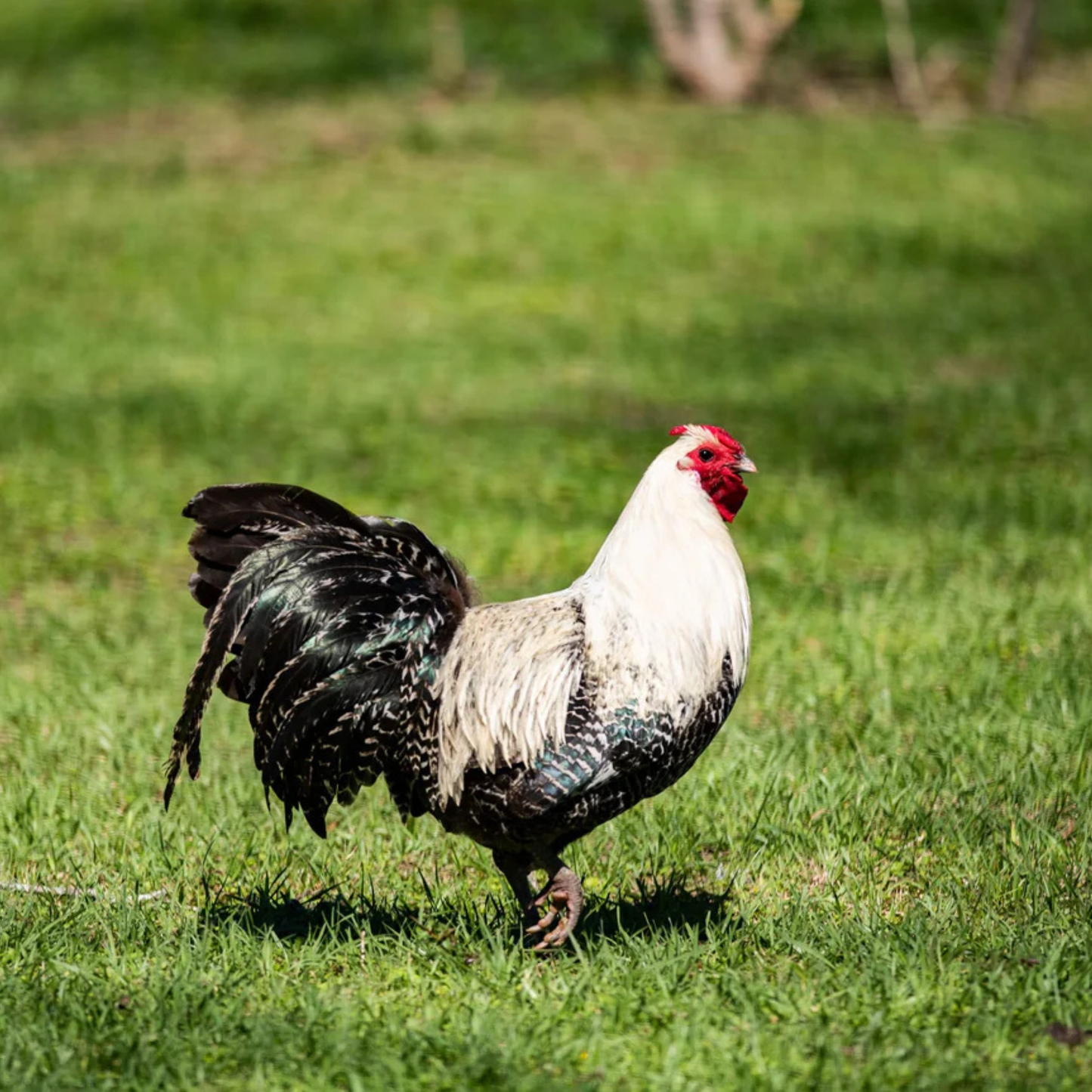 Hatching Eggs: Silver Deathlayer, Flock & Field Location