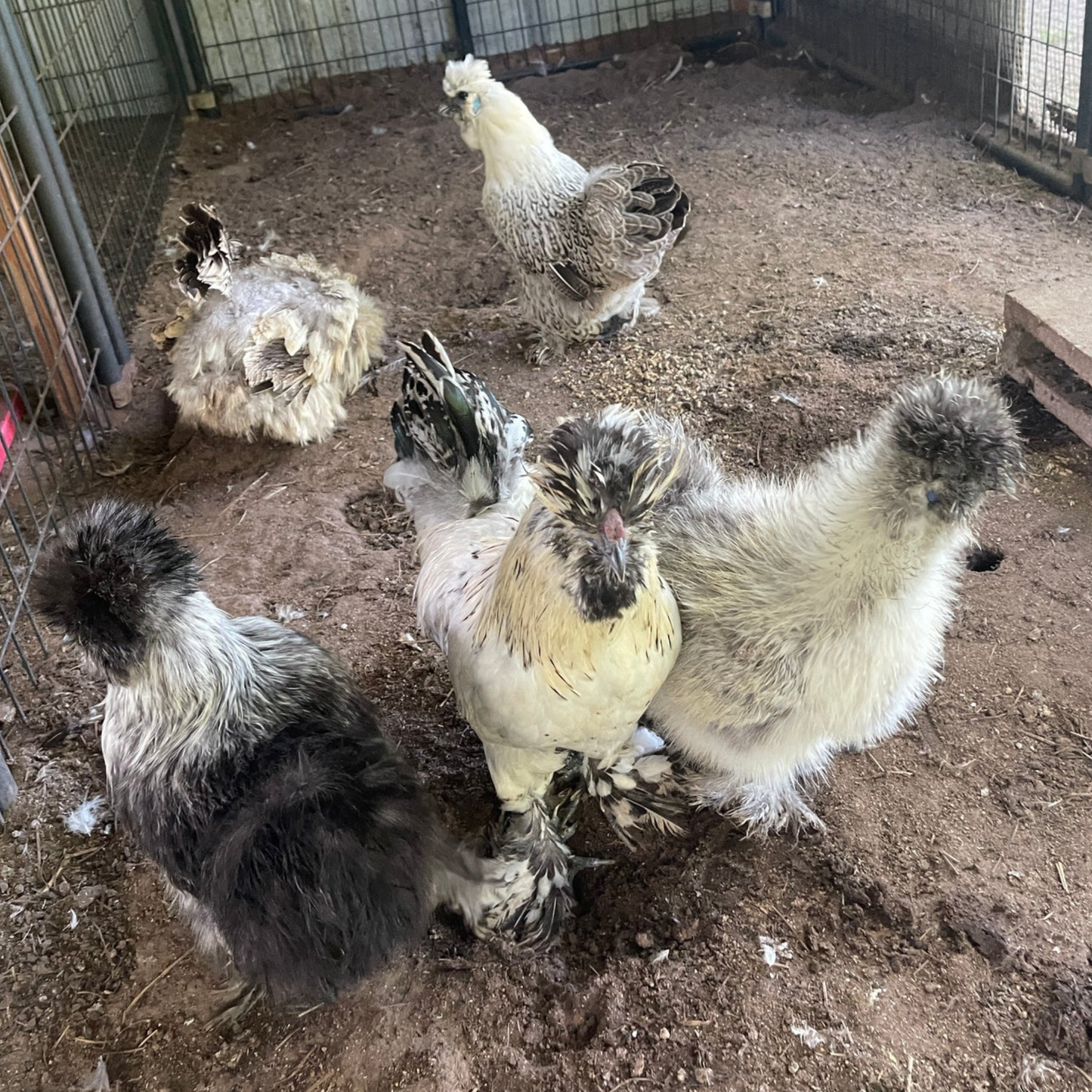 Hatching Eggs: Silver Pencil Laced Project Silkie, Flock & Field Location
