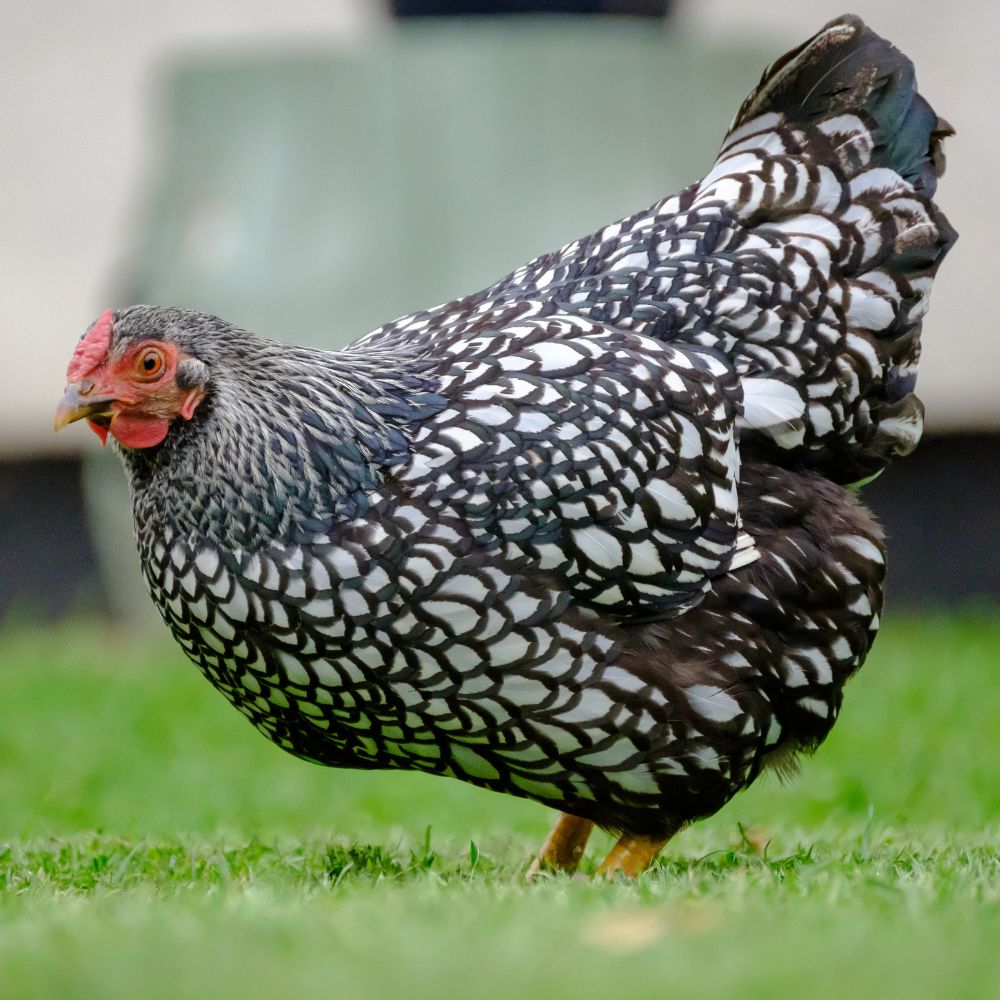 Silver Laced Wyandotte chicken breed