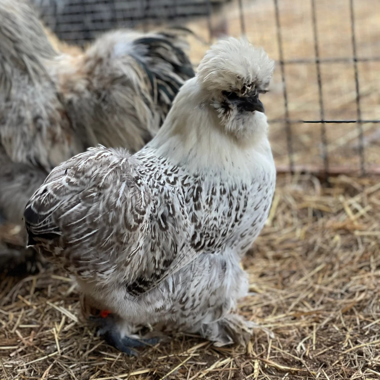 Hatching Eggs: Silkie Project Assortment, Flock & Field Location