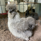 Hatching Eggs: Silver Pencil Laced Project Silkie, Flock & Field Location