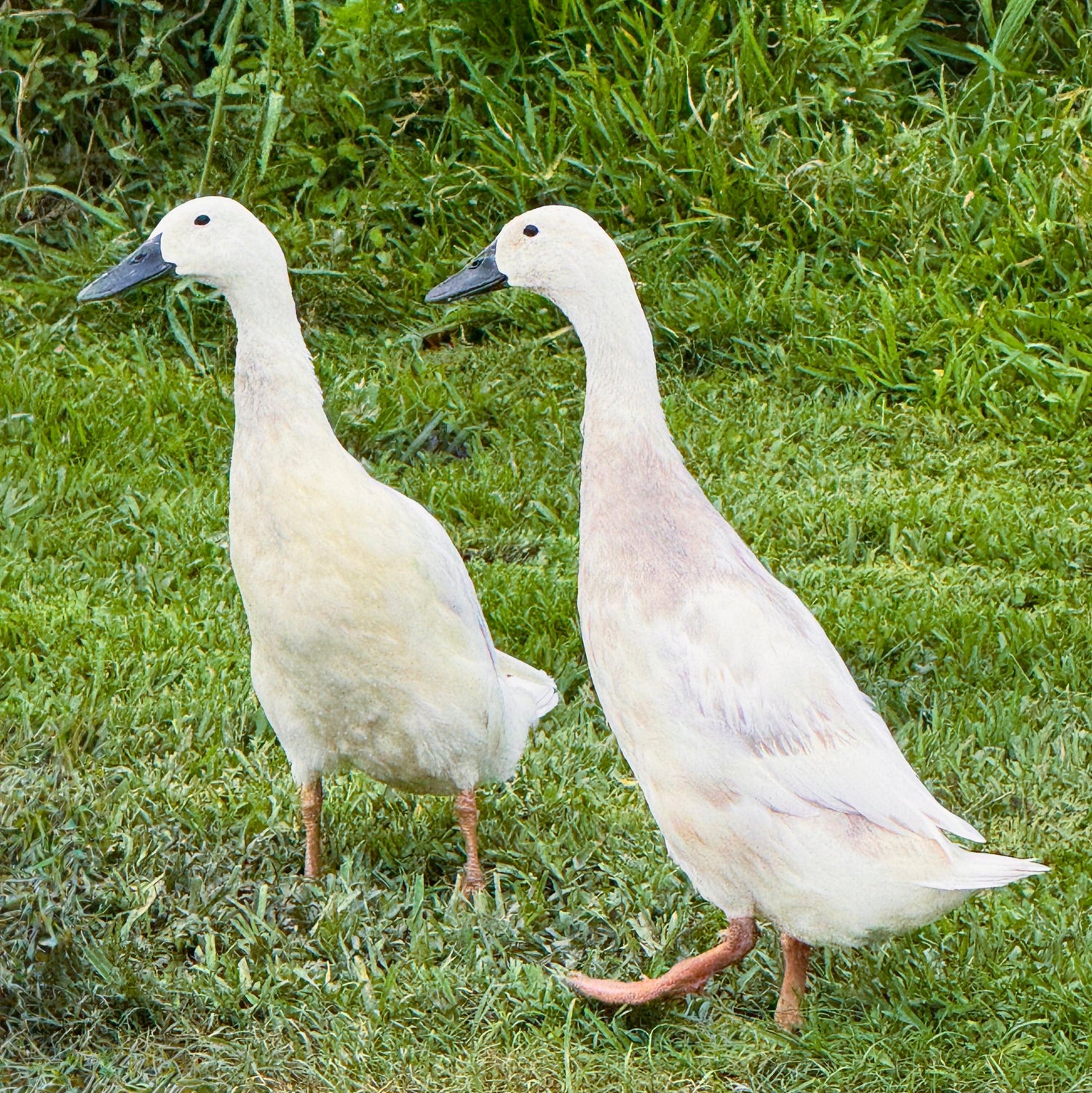 Silver Runner ducks