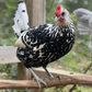 Pullet: Silver Spangled Hamburg