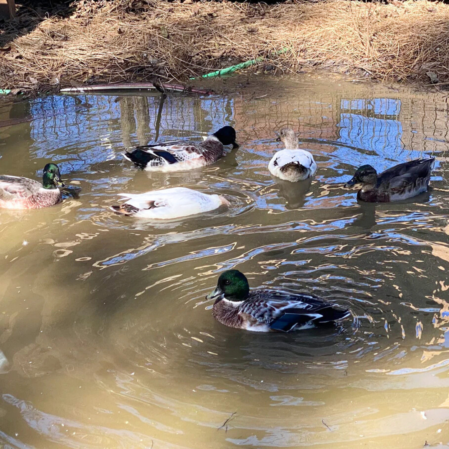 Hatching Eggs: Snowy Call Duck, Flock & Field Location
