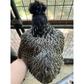 Hatching Eggs: Silver Pencil Laced Project Silkie, Flock & Field Location