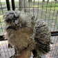 Hatching Eggs: Silver Pencil Laced Project Silkie, Flock & Field Location