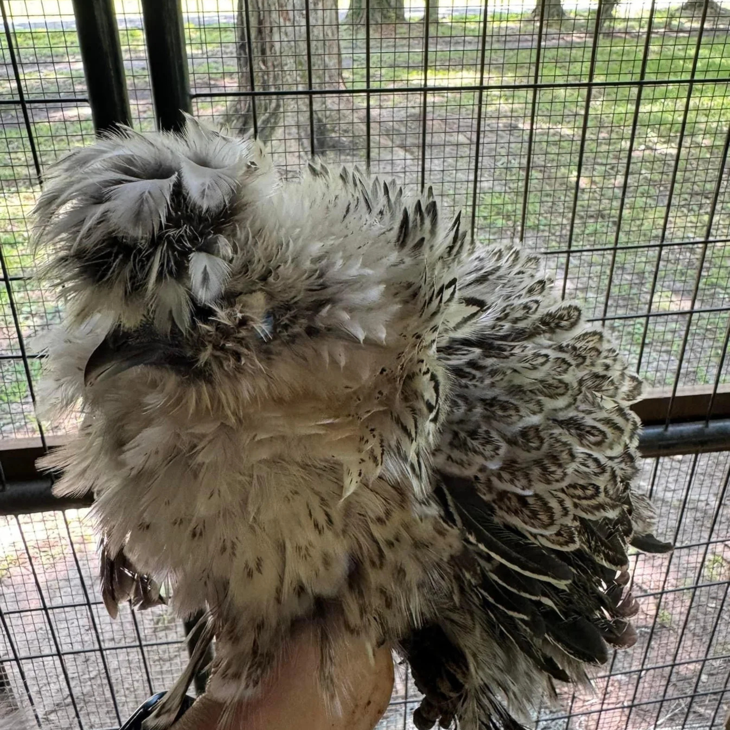 Hatching Eggs: Silver Pencil Laced Project Silkie, Flock & Field Location