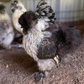 Hatching Eggs: Silver Pencil Laced Project Silkie, Flock & Field Location