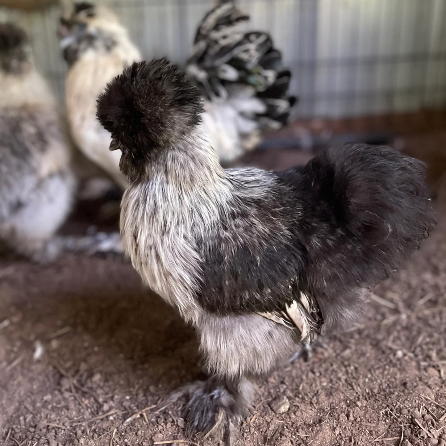 Hatching Eggs: Silver Pencil Laced Project Silkie, Flock & Field Location