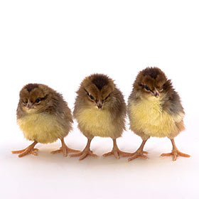 Hatching Eggs: Speckled Sussex, Merry Manor Location